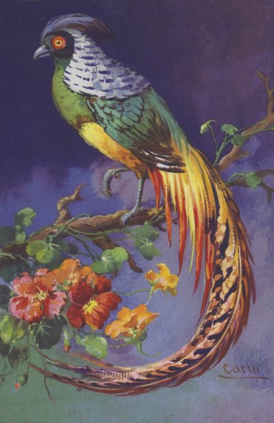 Tropische of exotische vogel door European School